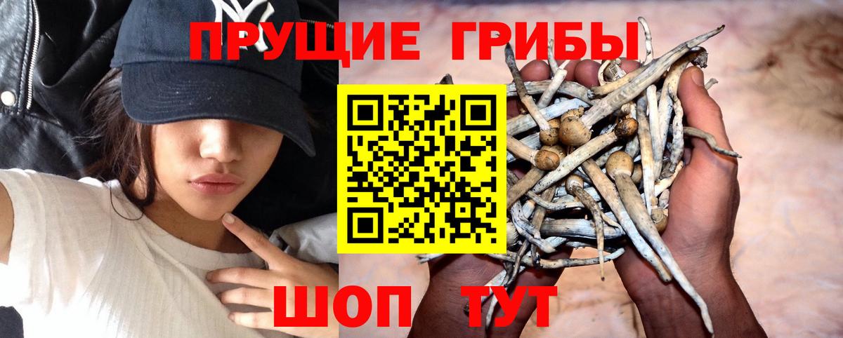 Псилоцибиновые грибы GOLDEN TEACHER  Галлюциногенные грибы Magic Shrooms  Вход с VPN  Нарткала 